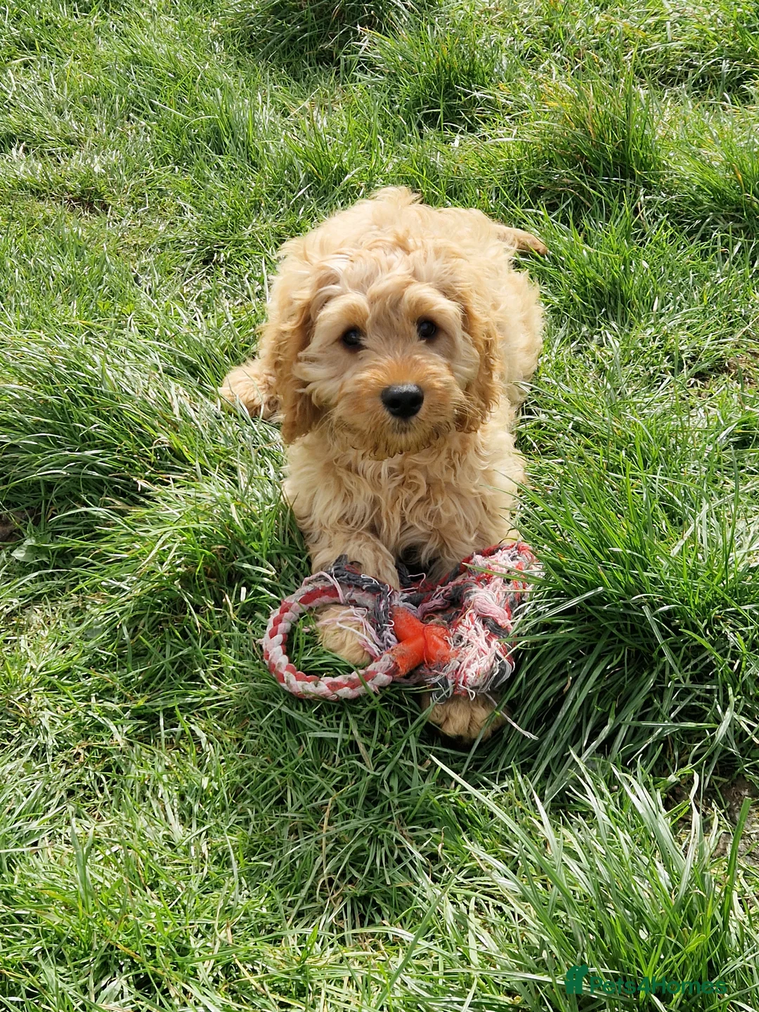 Cavapoo dogs for sale: Cavapoo Bundles of Joy 🥰 - Advert 1