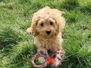 Cavapoo dogs Cavapoo Bundles of Joy 🥰 - Advert 13