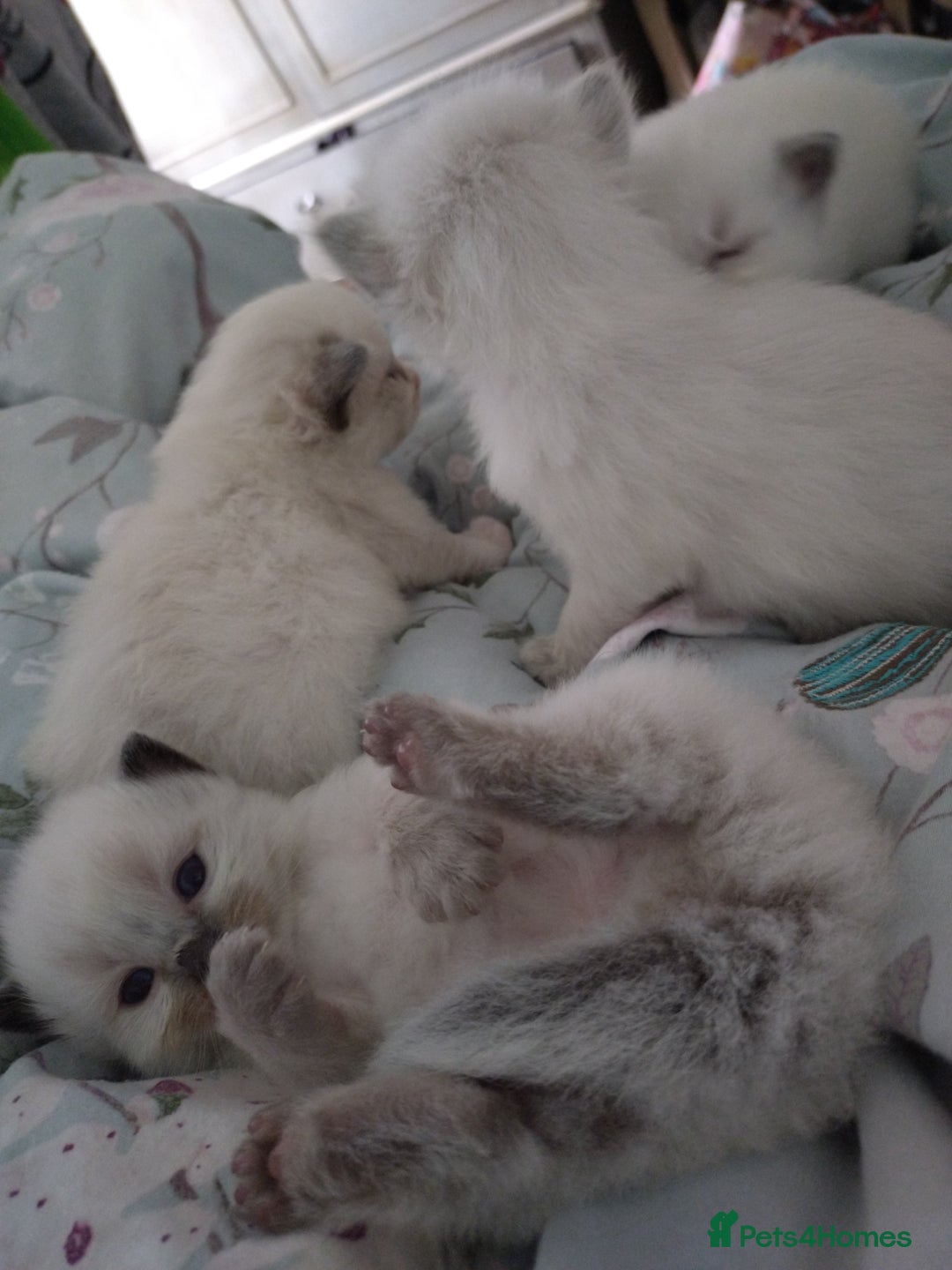 Ragdoll cats for sale: Beautiful Bluey  -unique little fluffy lovelies  - Image 7