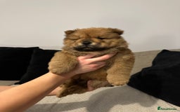Chow Chow dogs for sale: 🐾 Chow Chow Puppies 2 Black 1 Red🐾 - Image 2
