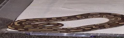 Python Snake reptiles for sale: Majova morph ball python female  - Advert 2