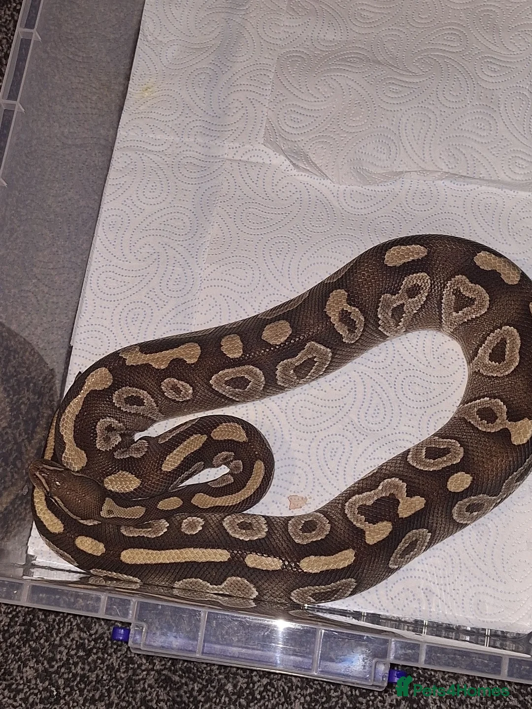Python Snake reptiles for sale: Majova morph ball python female  - Advert 2