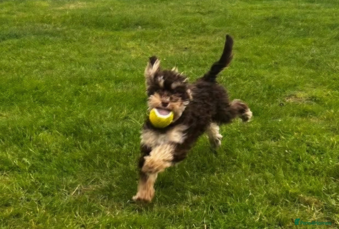 Cavapoo dogs for sale: Chocolate phantom tri cavapoo - Image 6