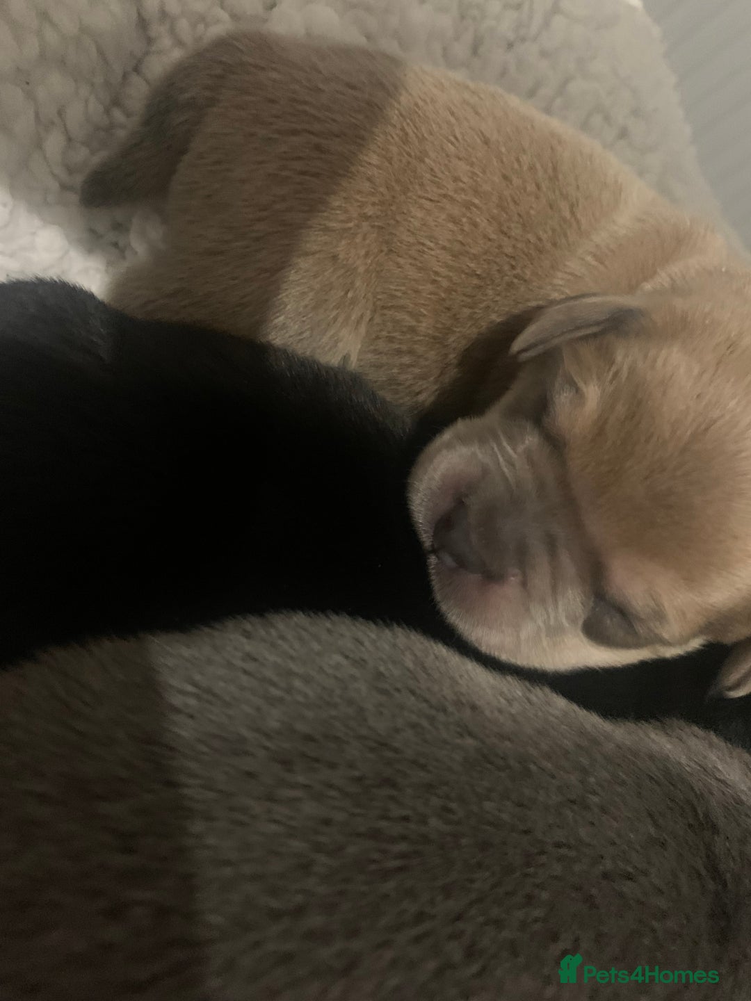 French Bulldog dogs for sale: French bulldog puppies - Image 8