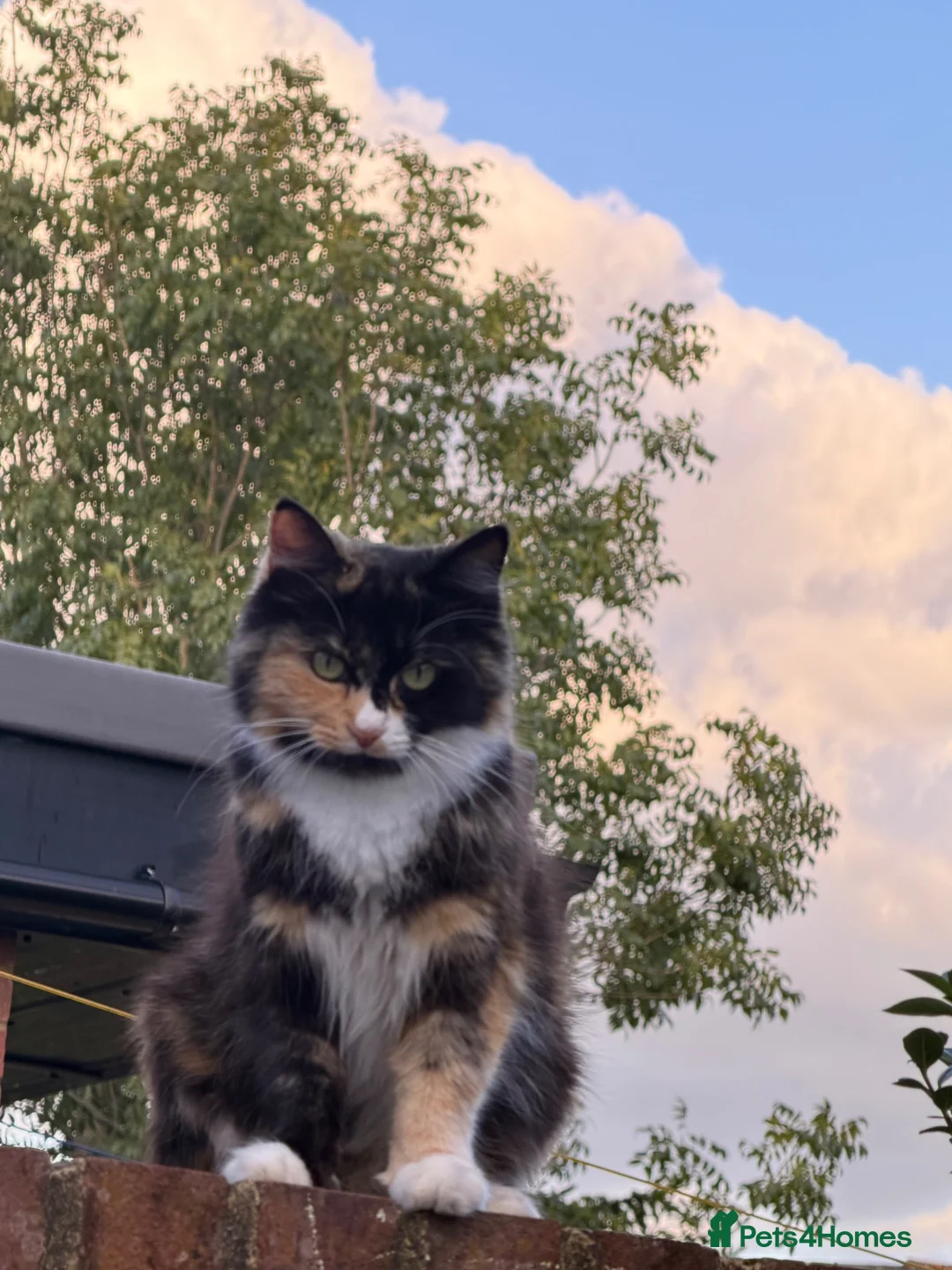 Mixed Breed cats for sale: Date of birth 18th August  - Advert 2
