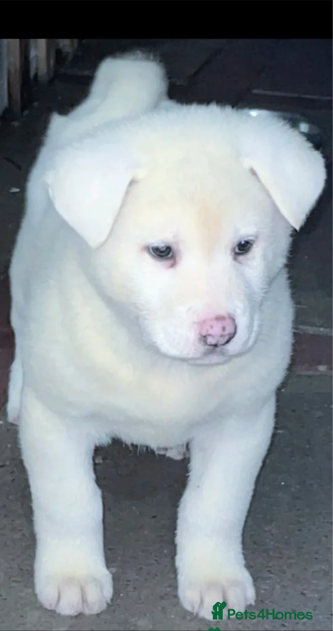 Japanese Akita Inu dogs for sale: Japanese Akita Inu - Advert 17