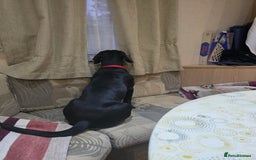 Cockerdor dogs for sale: Tobby is looking for new parents  - Image 2