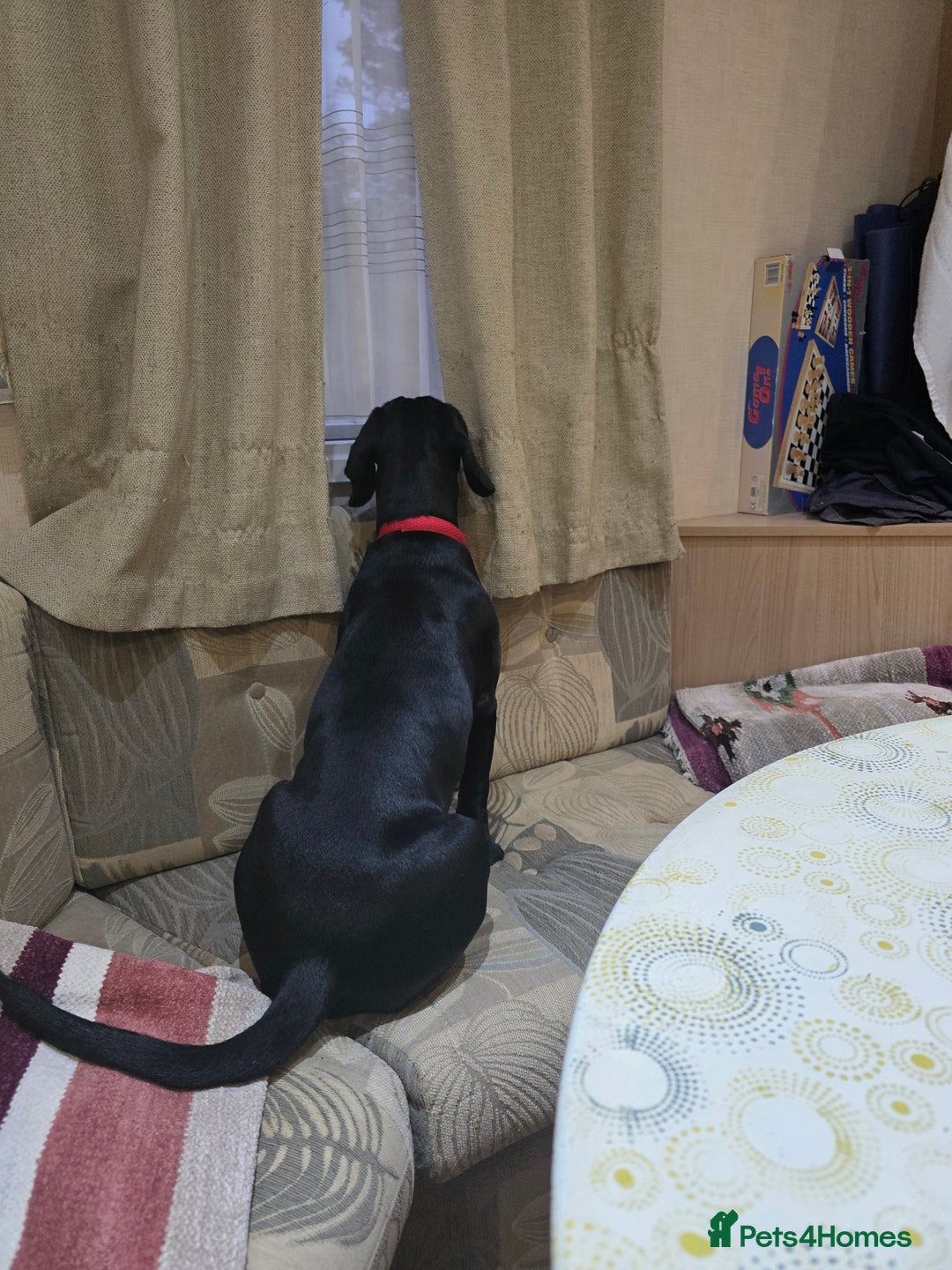 Cockerdor dogs for sale: Tobby is looking for new parents  - Image 2