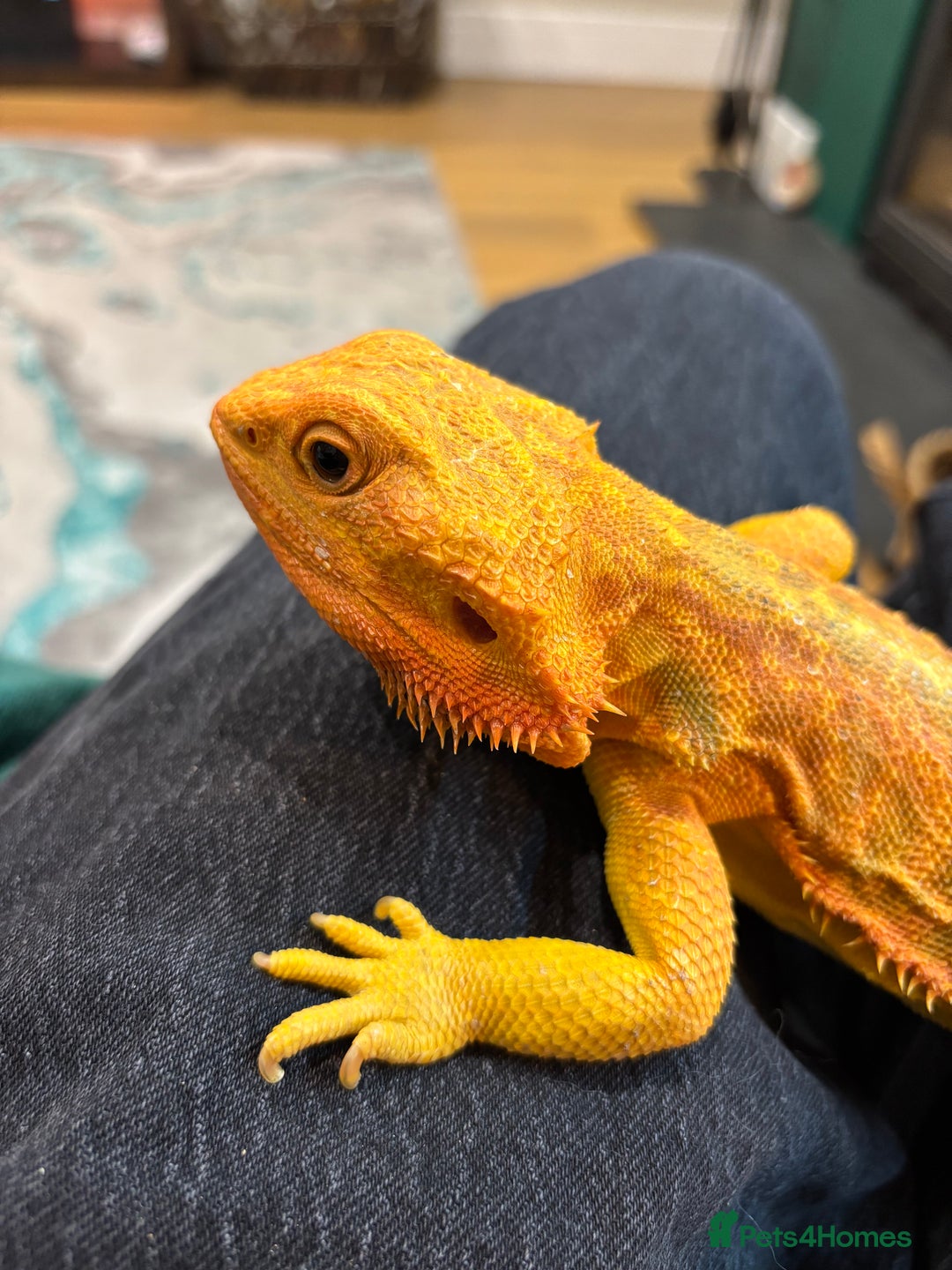 Bearded Dragon reptiles for sale: Translucent leatherback female bearded dragon - Advert 5