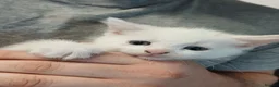Mixed Breed cats for sale: White kittens  in Ipswich - Advert 12