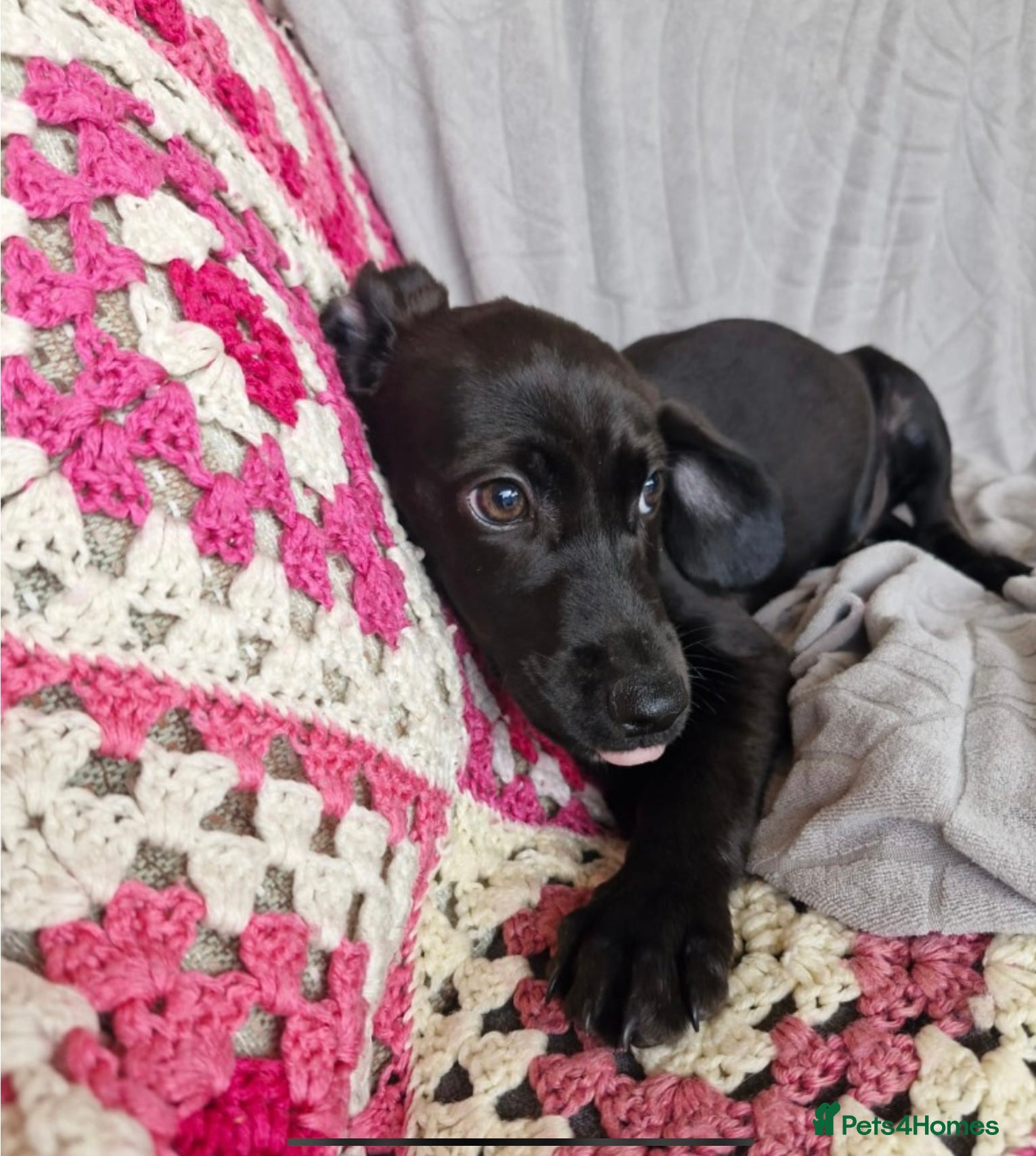 Mixed Breed dogs 🌟STAR: Could you be his perfect constellation 🌟 - Advert 2