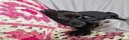 Mixed Breed dogs for adoption: 🌟STAR: Could you be his perfect constellation 🌟 in Maidstone - Advert 2