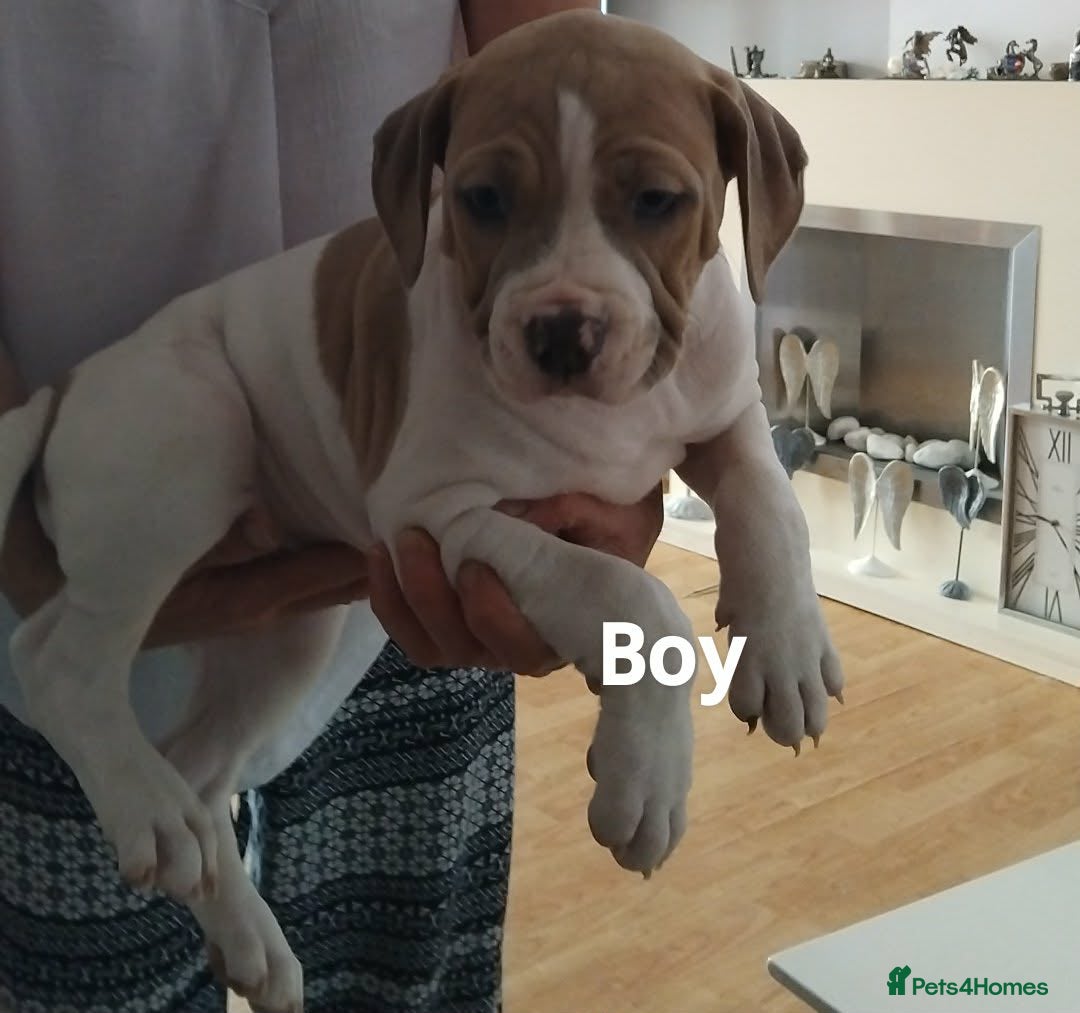 American Bulldog dogs American bulldogs  - Advert 7