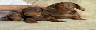 Merle male Dachshund 1