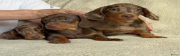 Dachshund dogs for sale: 3ADORABLE PUPPIES LOOKING FOR THEIR FOREVER HOMES! - Advert 4