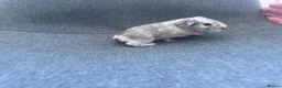 Guinea Pig rodents for sale: Guinea pigs available  - Advert 6