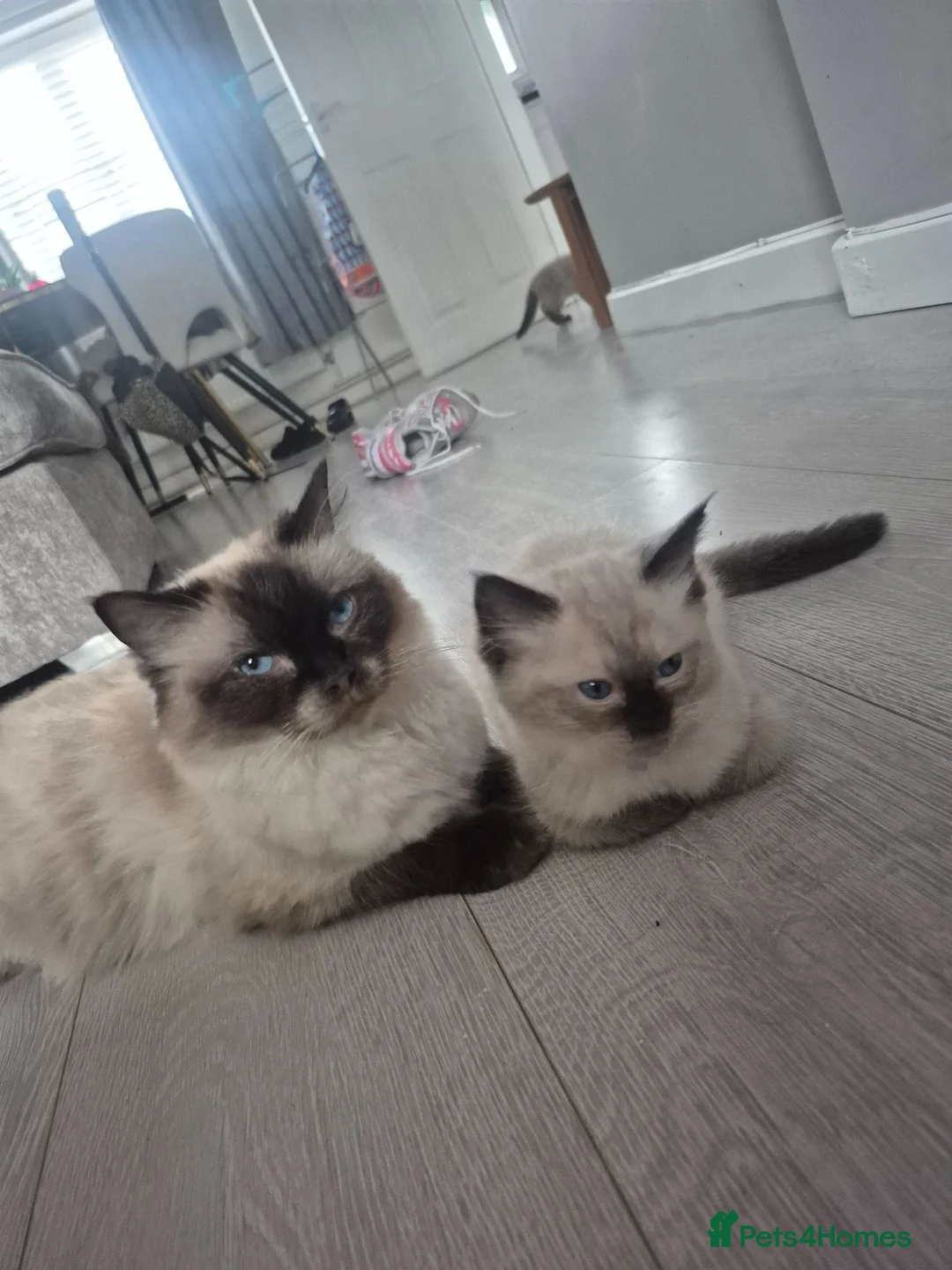 Ragdoll cats for sale: Pure Ragdoll KIttens - Advert 1