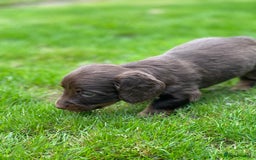 Miniature Dachshund dogs for sale: Kc Reg Long Haired Miniture Dachshund Puppies - Image 16
