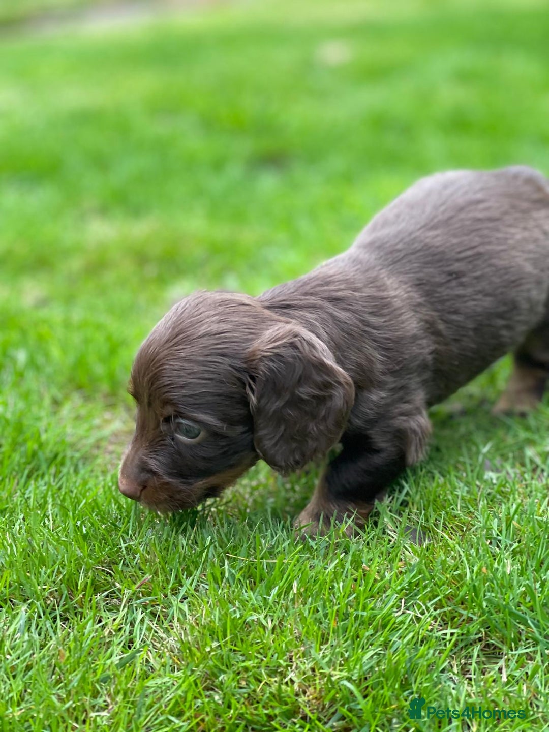 Miniature Dachshund dogs for sale: Kc Reg Long Haired Miniture Dachshund Puppies - Image 16