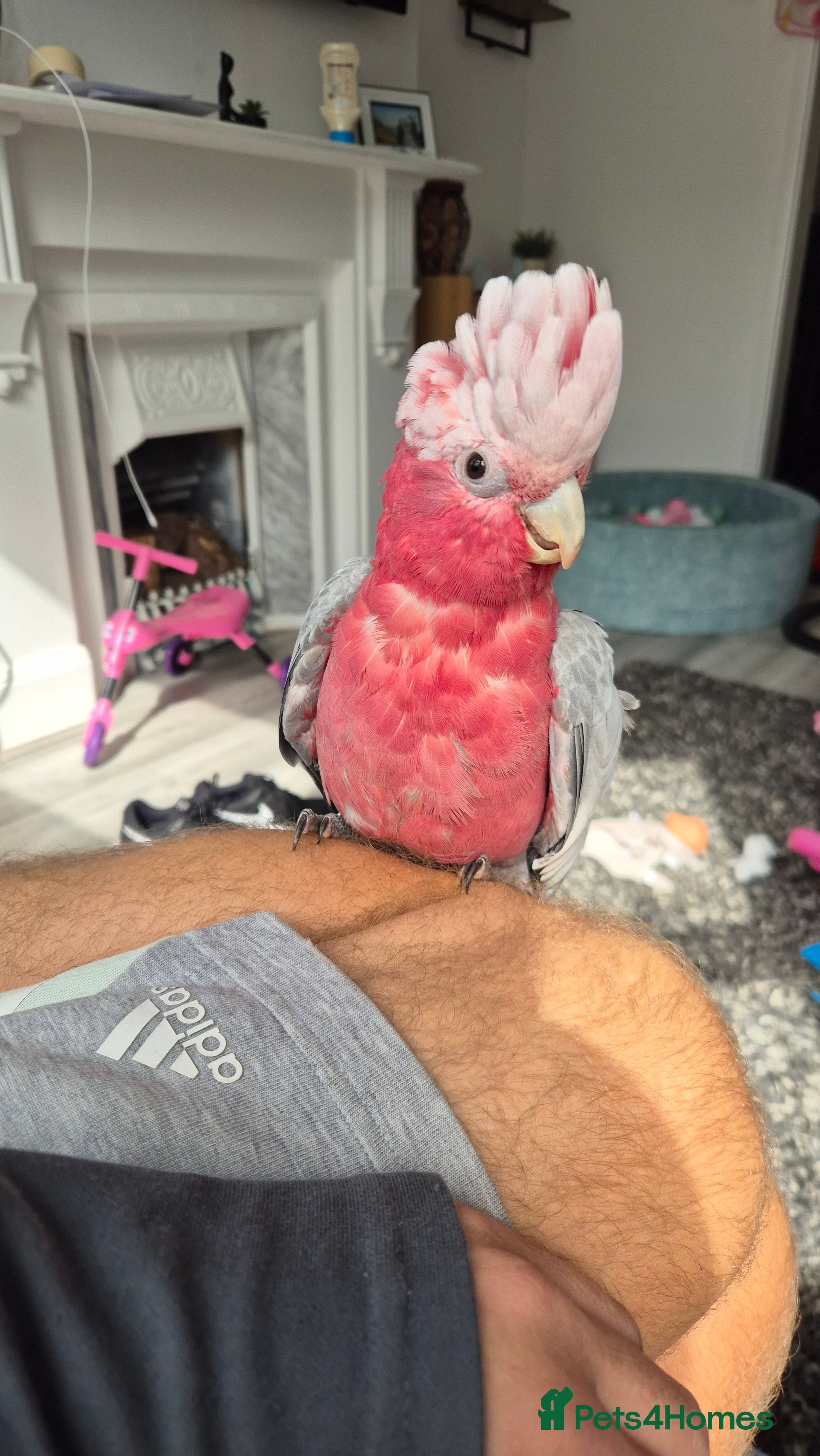 Cockatoo birds Galah cockatoo  - Advert 2