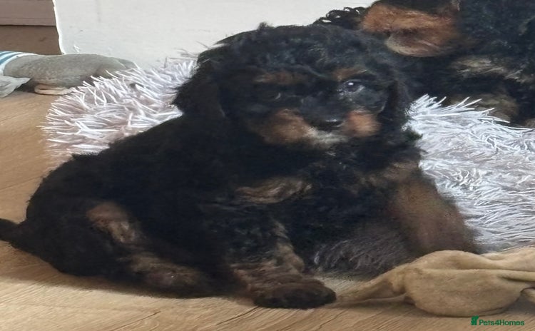 Cavapoo dogs - Advert 8