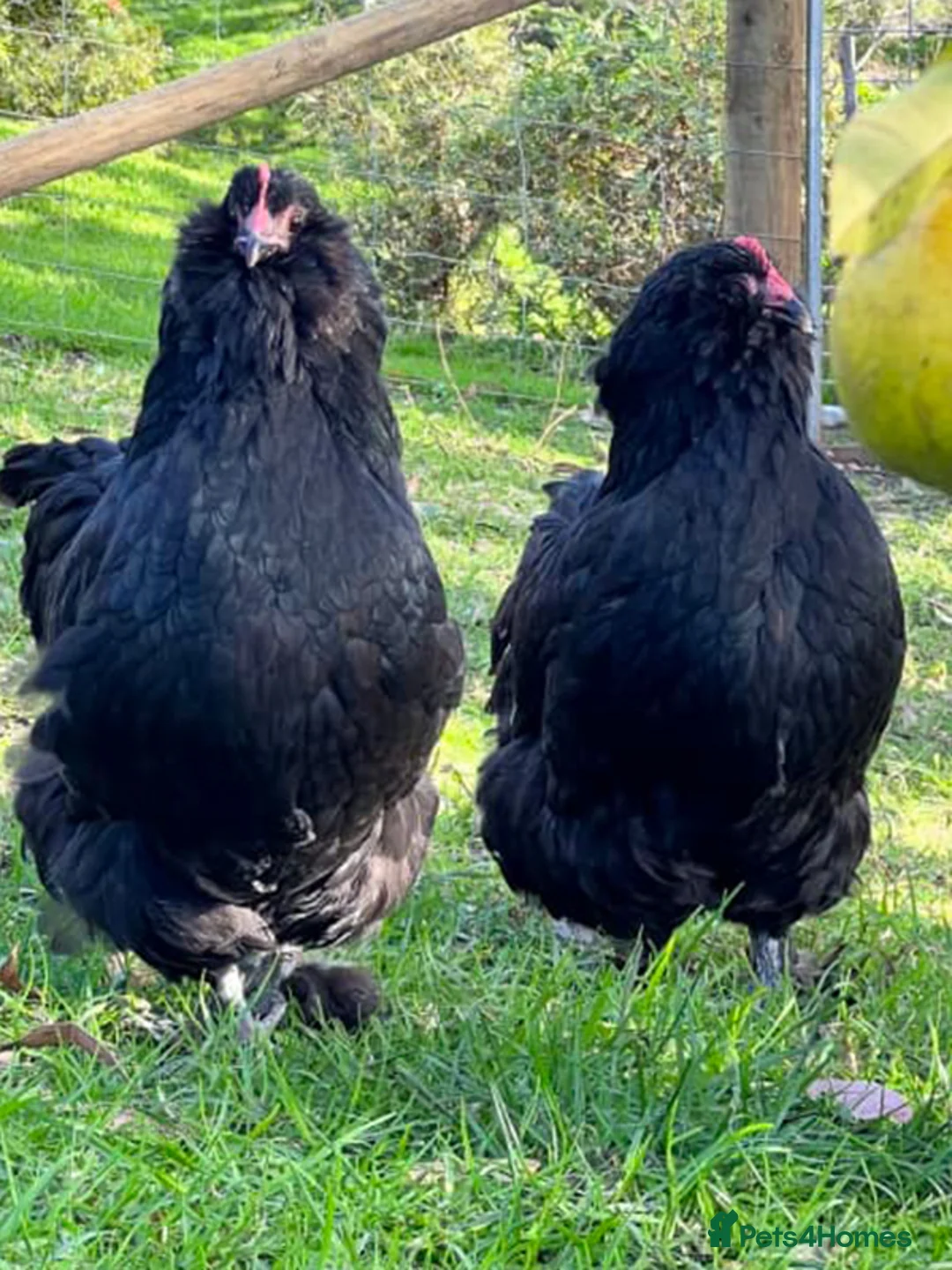 Geese poultry for sale: Call ducks, Light Sussex, Faverolle, Aracaunas,Wel - Advert 14