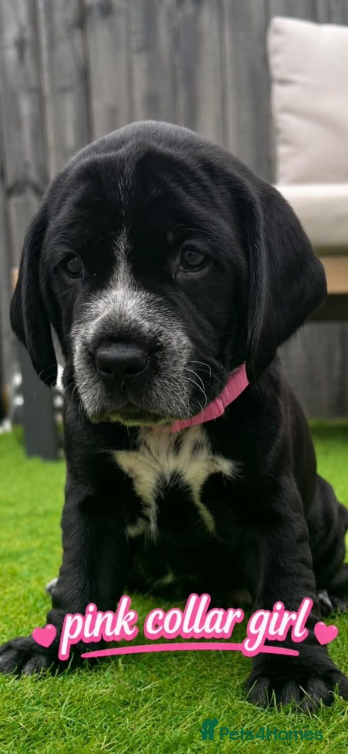 Mixed Breed dogs 🐾❤️ Stunning Staffy x Cocker Spaniel Puppies ❤️🐾 - Advert 2