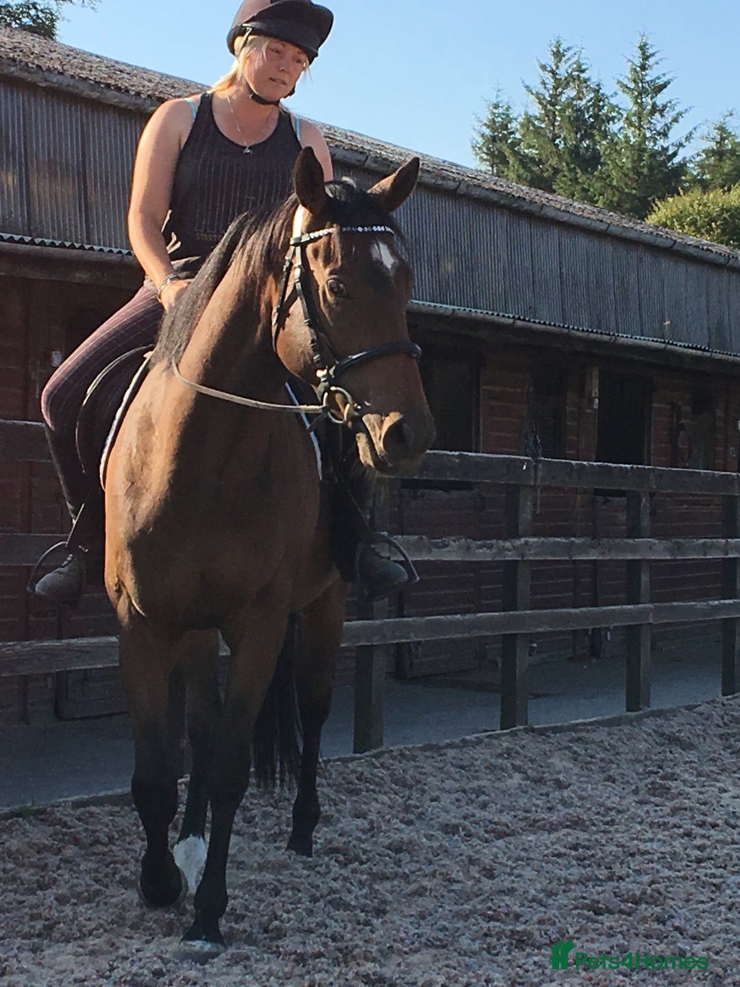 English Thoroughbred horses for sale: Lovely TB Gelding  - Advert 6