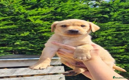 Labrador Retriever dogs for sale: Labrador puppies  - Image 14