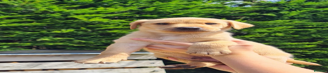 Labrador Retriever Puppy 4