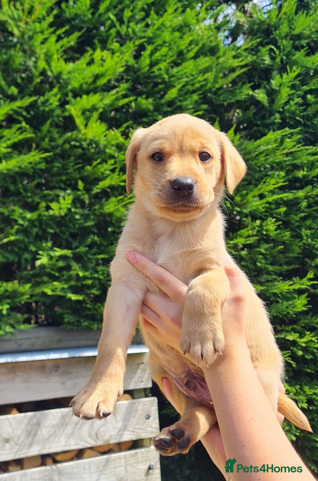 Labrador Retriever dogs for sale: Labrador puppies  - Image 14