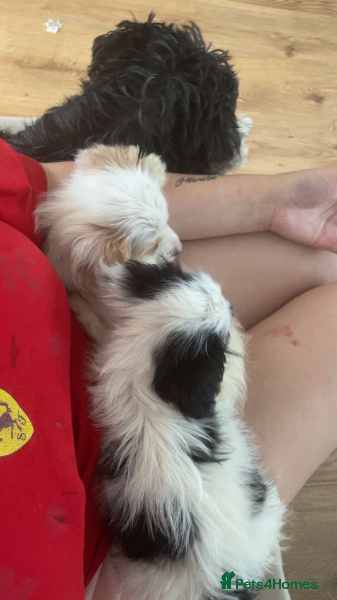 Mixed Breed dogs for sale: Two male cocker spaniel/shih tzu pups - Image 16