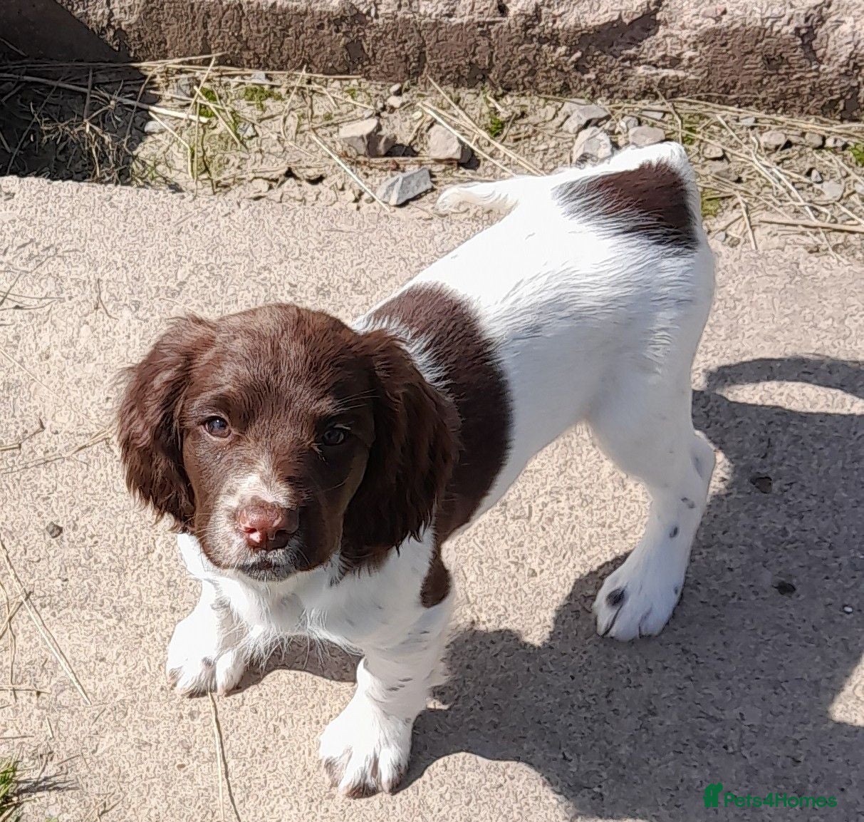 English Springer Spaniel dogs Gorgeous English Springer Spaniels Puppies - Advert 1