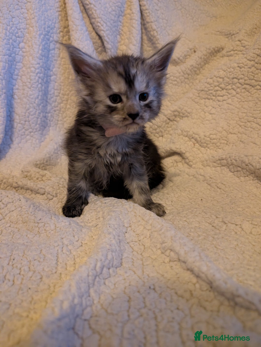 Maine Coon cats for sale: 6 Beautiful main coon kittens - Advert 27