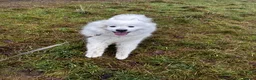 Samoyed dogs for sale: Daisy  in Harrogate - Advert 8