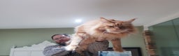 Maine Coon cats for stud: Experienced ginger stud boy. in Orpington - Advert 2