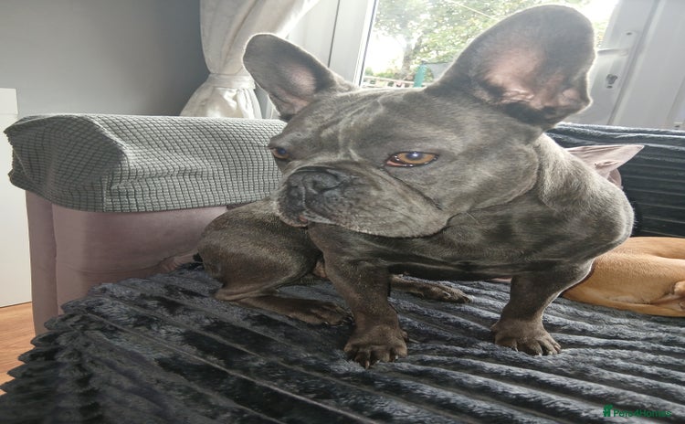 French Bulldog dogs - Advert 7