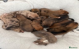 Mixed Breed dogs for sale: Mastibull puppies for sale  - Image 3