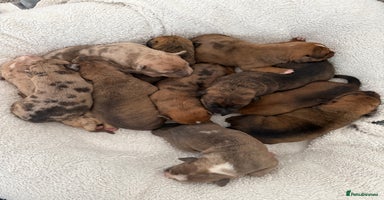 Mixed Breed dogs - Advert 5