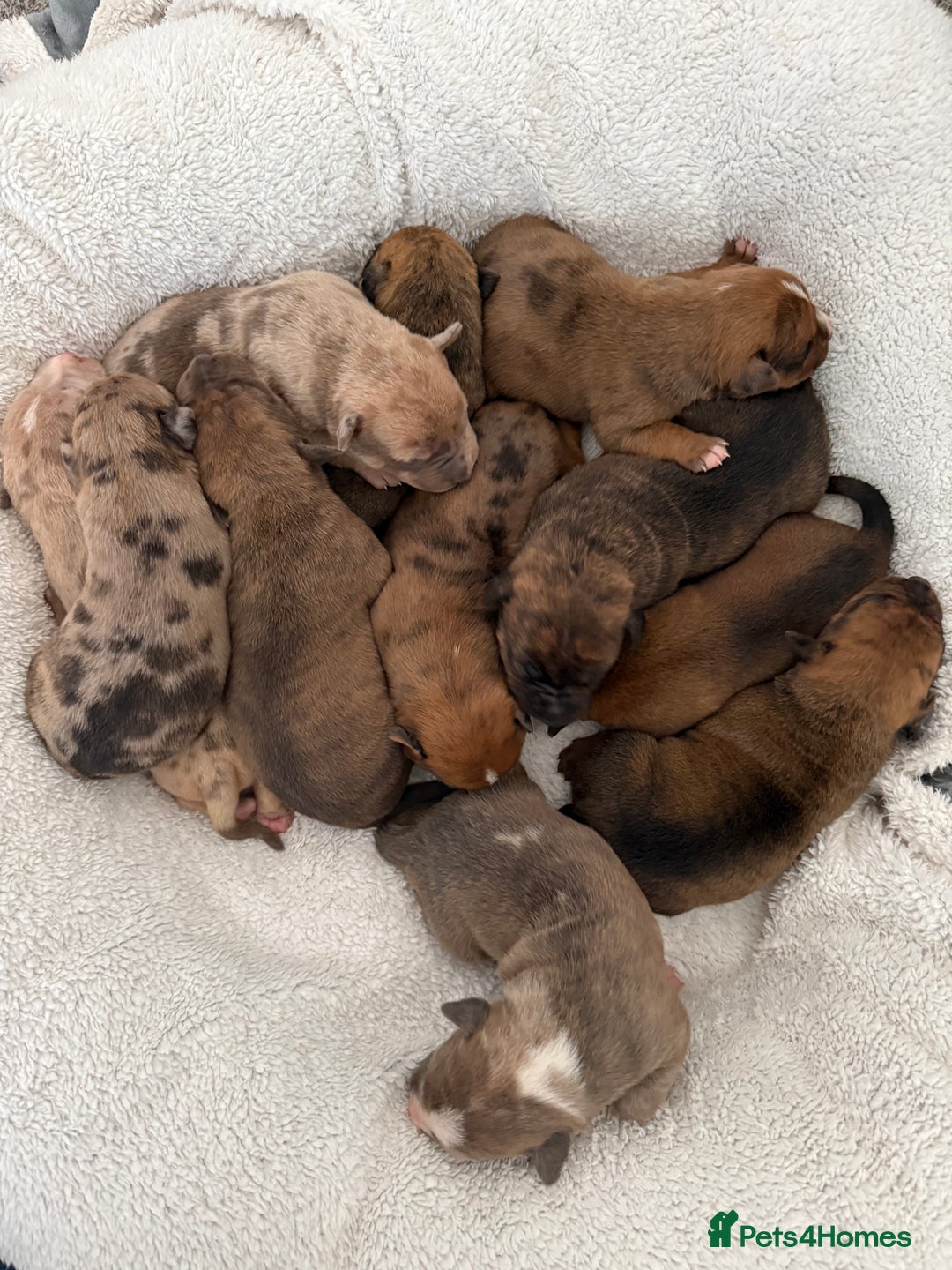 Mixed Breed dogs for sale: Mastibull puppies for sale  - Image 3