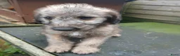 Mixed Breed dogs for sale: Whippet X Bedlington cross Whippet X Bedlington  in Burnley - Advert 4