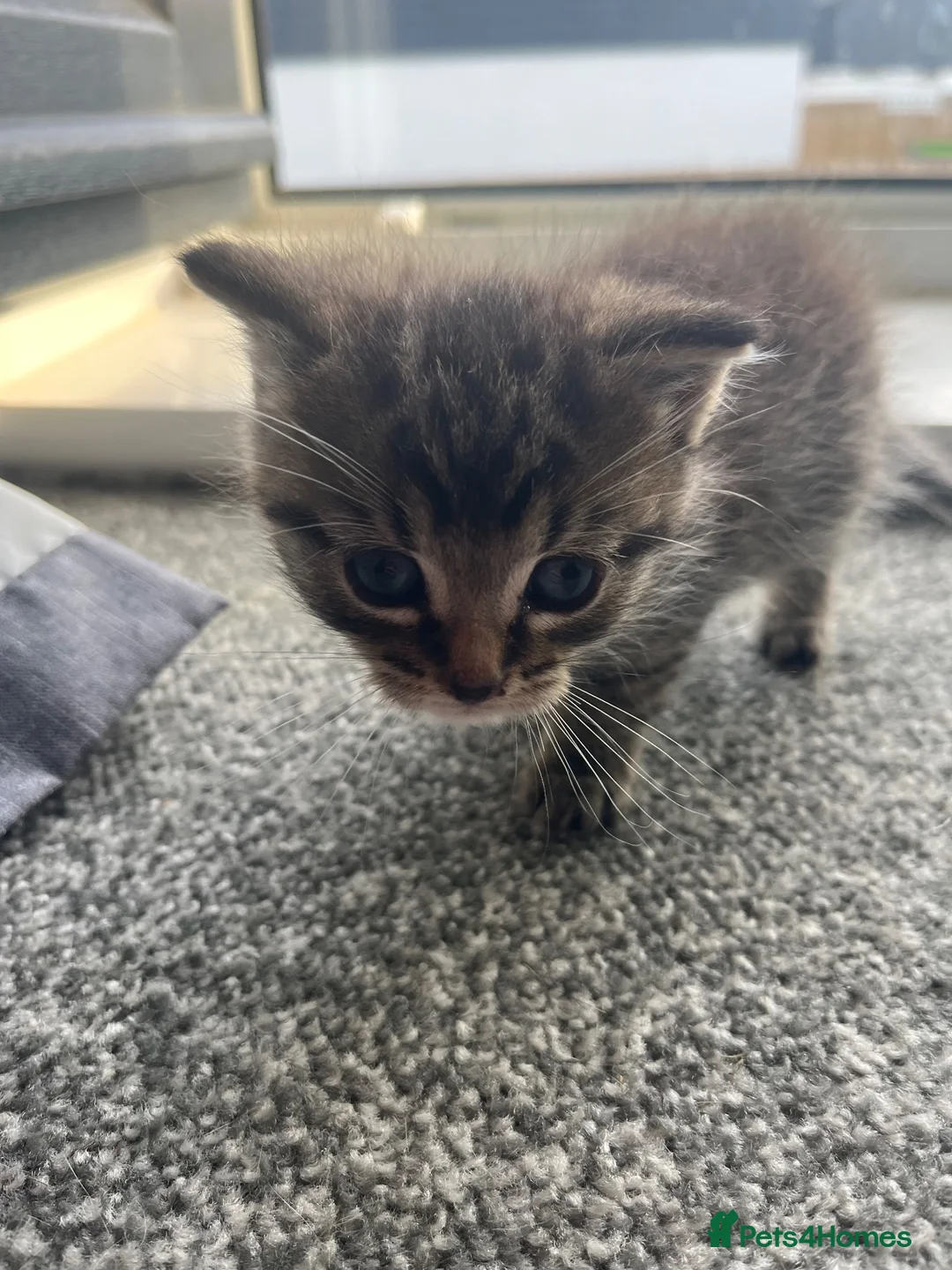 Ragdoll cats for sale: male ragdoll cross  - Advert 4