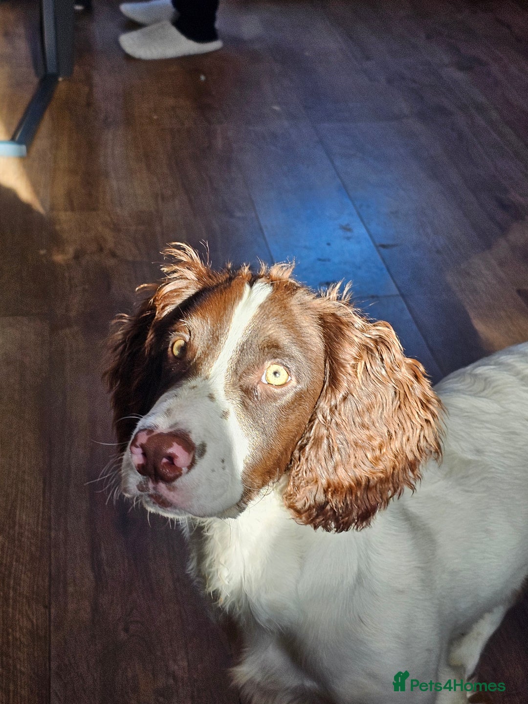 English Springer Spaniel dogs for sale: Springer spaniel  - Image 6