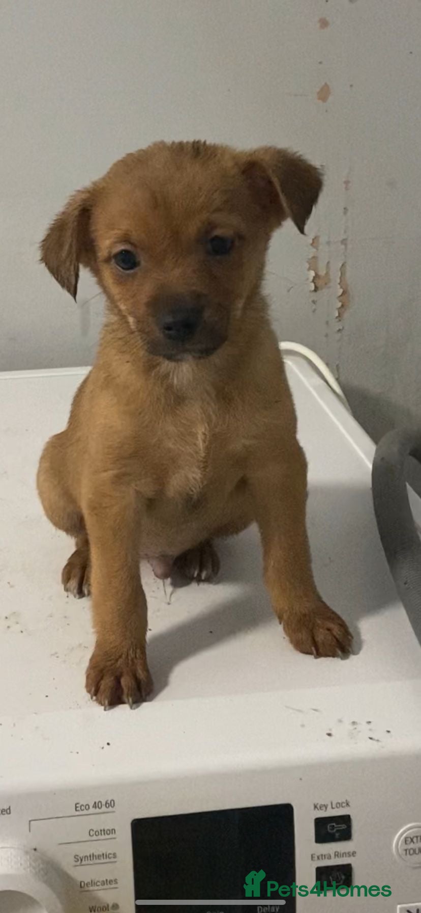 Jack Russell Puppy 1
