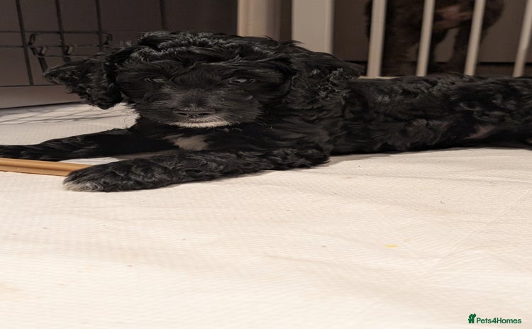 Cockapoo dogs Puppies Looking for Their Forever Homes! - Advert 16