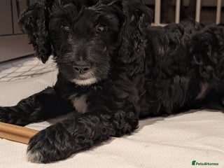 Cockapoo dogs Puppies Looking for Their Forever Homes! - Advert 17