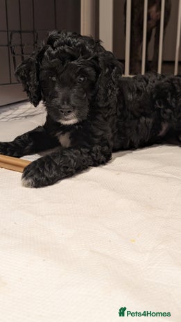 Cockapoo dogs Puppies Looking for Their Forever Homes! - Advert 16