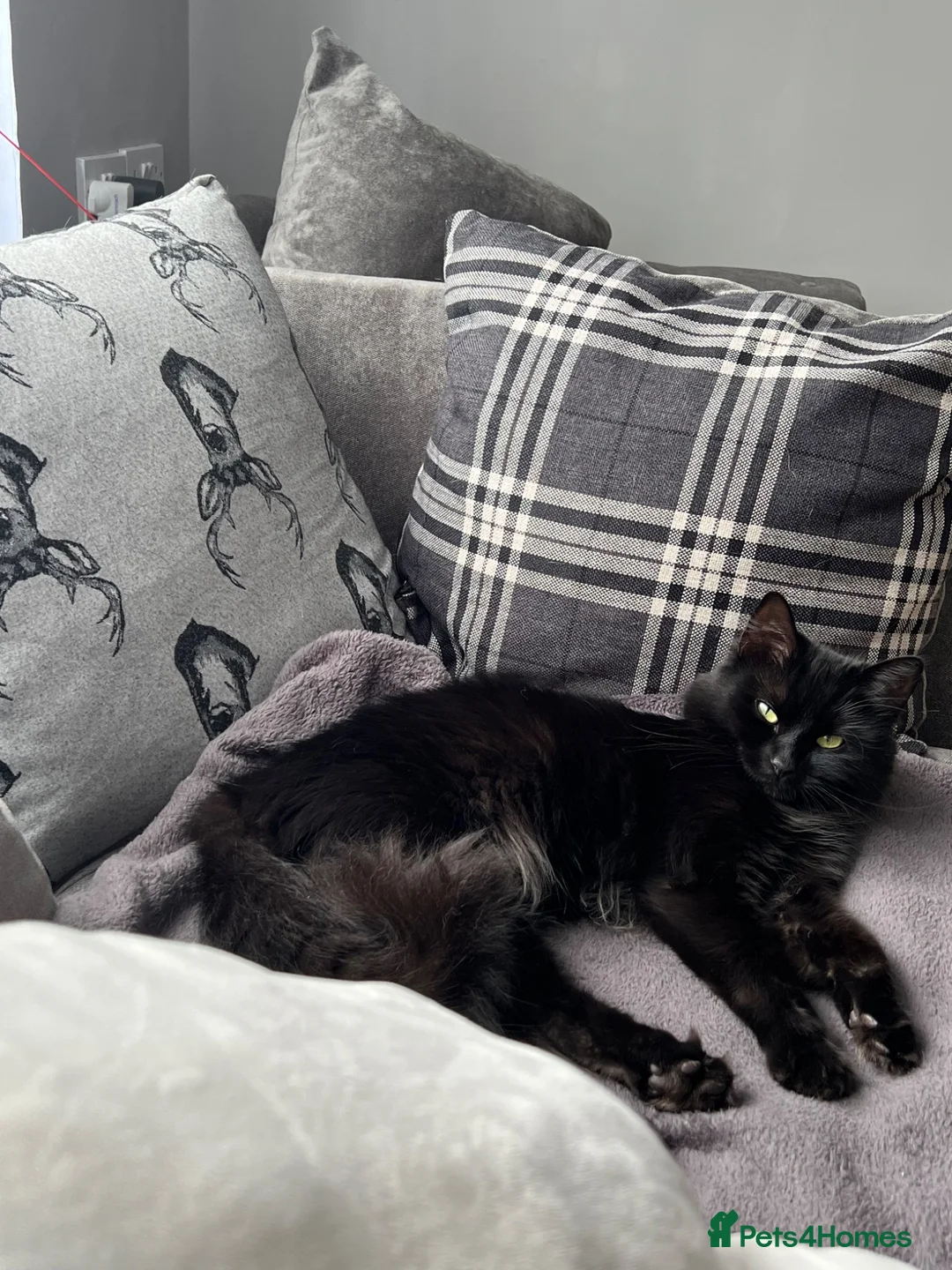 Mixed Breed cats for sale: Gorgeous black kittens - Advert 1