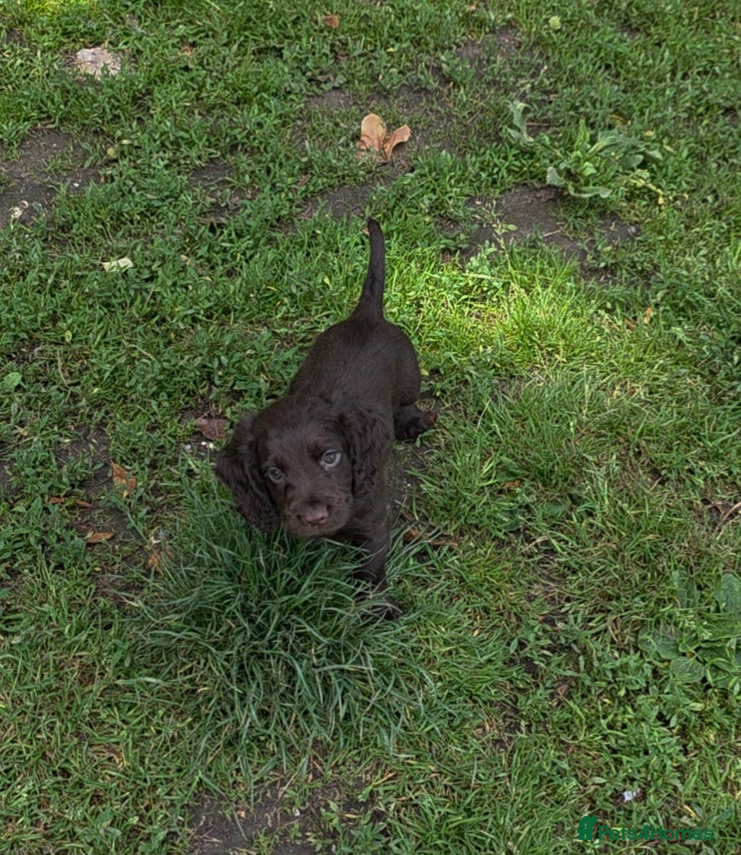 Cocker Spaniel dogs for sale: REDUCED 1 KC reg BOY READY NOW - Image 2
