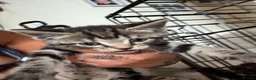 Mixed Breed cats for sale: Beautiful kittens - Advert 3